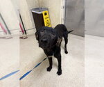 Small Labrador Retriever Mix