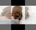 Small #5 Cavalier King Charles Spaniel
