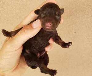 Schnauzer (Miniature) Puppy for sale in CASA GRANDE, AZ, USA