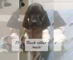 Small Photo #4 German Shorthaired Pointer Puppy For Sale in RICHMOND, MO, USA