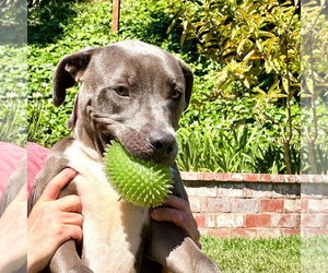 Scottie - Male Labrador Retriever-Staffordshire Bull Terrier Mix Dog for Adoption - Photo #6