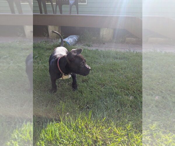 Medium Photo #2 Boxer-Unknown Mix Puppy For Sale in Bellingham, WA, USA