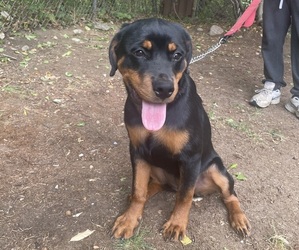 Rottweiler Puppy for sale in WATERBURY, CT, USA
