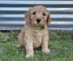 Small Photo #20 Australian Labradoodle Puppy For Sale in RICHLAND, WA, USA