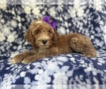 Small #2 Cockapoo