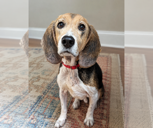 Floppers - Male Beagle-Unknown Mix Dog for Adoption - Photo #6