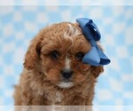 Small Photo #2 Cavapoo (Miniature) Puppy For Sale in LIBERTY, KY, USA