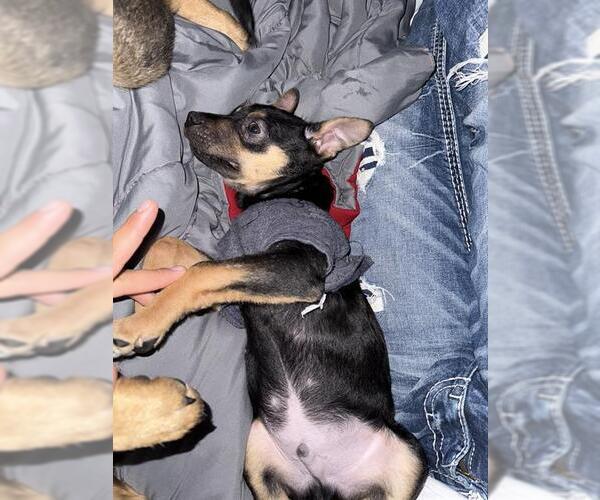 Medium Photo #2 German Shepherd Dog-Unknown Mix Puppy For Sale in San Antonio, TX, USA