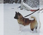 Small Photo #1 Akita Puppy For Sale in LAKEBAY, WA, USA