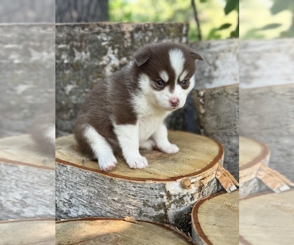 Medium Photo #23 Pomsky Puppy For Sale in STAPLES, MN, USA