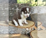 Small #22 Pomsky