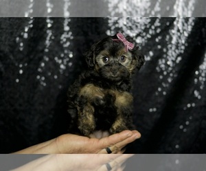 YorkiePoo Puppy for sale in WARSAW, IN, USA