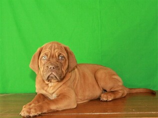 Dogue de Bordeaux Puppy for sale in SHAWNEE, OK, USA