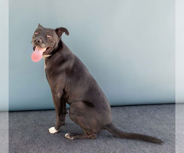 Medium Photo #2 American Pit Bull Terrier-Unknown Mix Puppy For Sale in Pasadena, CA, USA