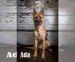 Small #5 German Shepherd Dog