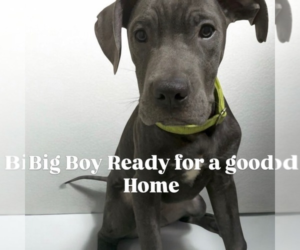 Medium Photo #1 Cane Corso Puppy For Sale in HOLIDAY, FL, USA