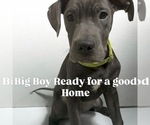 Small Cane Corso