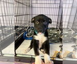 Small Mutt