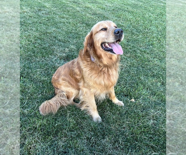 Medium Photo #1 Golden Retriever Puppy For Sale in CONCORDIA, MO, USA