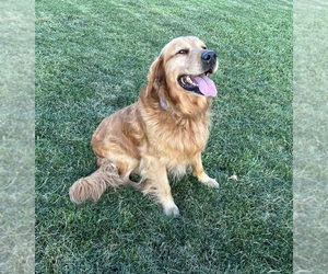 Father of the Golden Retriever puppies born on 06/01/2025