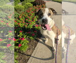 Small Photo #1 Mutt Puppy For Sale in Rockaway, NJ, USA