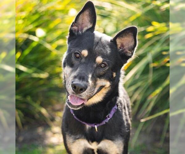 Medium Photo #1 Shepradors Puppy For Sale in Camarillo, CA, USA