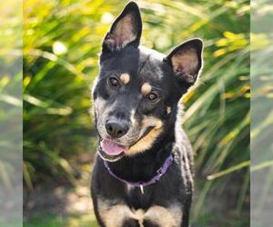 Shepradors Dogs for adoption in Camarillo, CA, USA