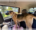 Small Photo #4 German Shepherd Dog Puppy For Sale in Seal Beach, CA, USA