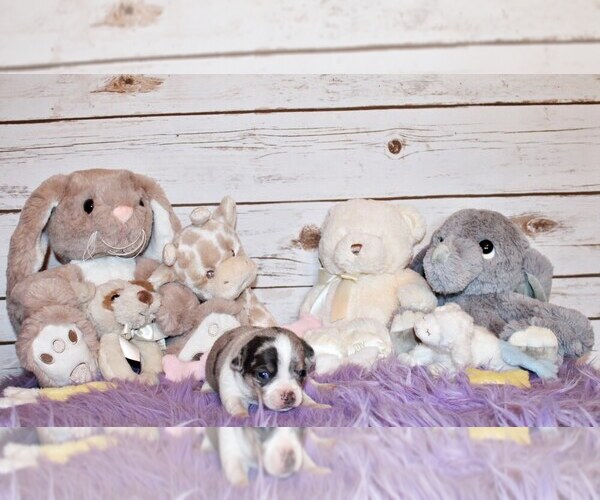 Medium Photo #3 Chihuahua Puppy For Sale in CHARLESTON, AR, USA