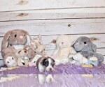 Small Photo #85 Chihuahua Puppy For Sale in CHARLESTON, AR, USA