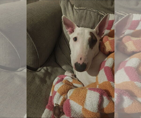 Medium Photo #2 Bull Terrier-Unknown Mix Puppy For Sale in Chandler, AZ, USA