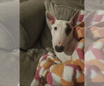 Small #1 Bull Terrier Mix