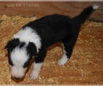 Small Photo #14 Border Collie Puppy For Sale in WHITE SALMON, WA, USA