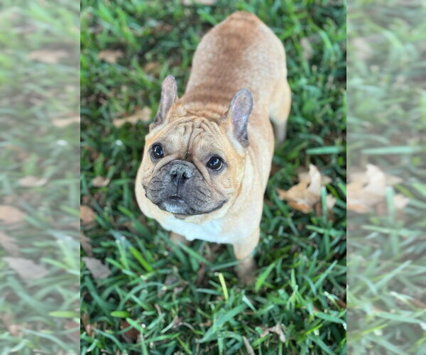 Medium Photo #4 French Bulldog Puppy For Sale in Oak Bluffs, MA, USA