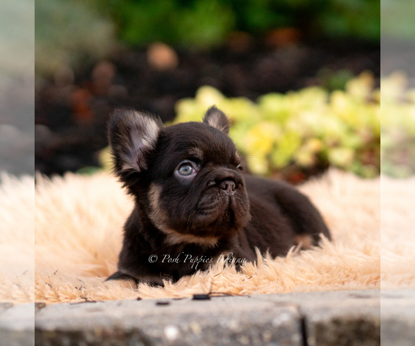 Medium Photo #44 French Bulldog Puppy For Sale in WARSAW, IN, USA