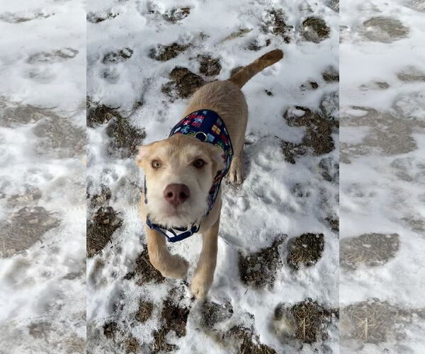 Medium Photo #8 Staffordshire Bull Terrier-Unknown Mix Puppy For Sale in Princeton, MN, USA