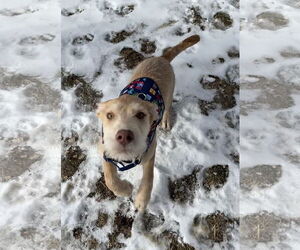 Mack - Male Staffordshire Bull Terrier-Unknown Mix Dog for Adoption - Photo #8