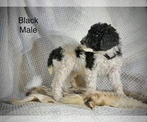 Poodle (Standard) Puppy for Sale in LAKE GEORGE, Colorado USA