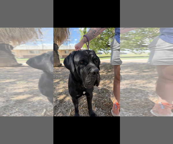 Medium Photo #3 Mastiff Puppy For Sale in Goodyear, AZ, USA