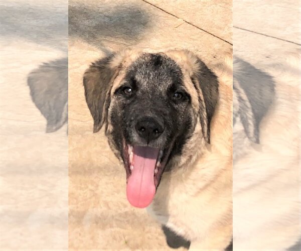 Medium Photo #8 Anatolian Shepherd-Unknown Mix Puppy For Sale in Plymouth, MN, USA