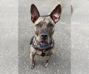 Tigris - Female Mutt Dog for Adoption - Photo #3