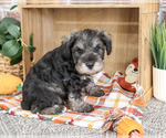 Small #1 Schnauzer (Miniature)