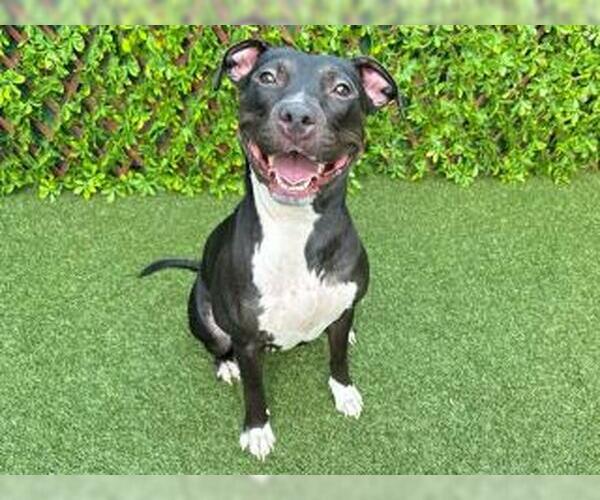 Medium Photo #1 Staffordshire Bull Terrier Puppy For Sale in West Palm Beach, FL, USA