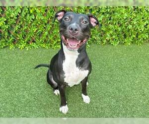 Staffordshire Bull Terrier Dogs for adoption in West Palm Beach, FL, USA