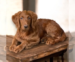 Goldendoodle Puppy for sale in ORANGE PARK, FL, USA