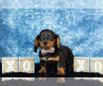Small Photo #9 Dachshund Puppy For Sale in WARSAW, IN, USA