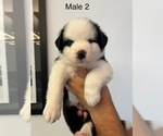 Puppy Male 2 Border-Aussie