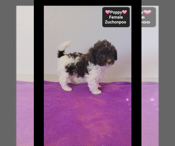 Medium Photo #2 Poodle (Toy)-Zuchon Mix Puppy For Sale in TUCSON, AZ, USA