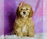 Puppy Cleo Goldendoodle (Miniature)