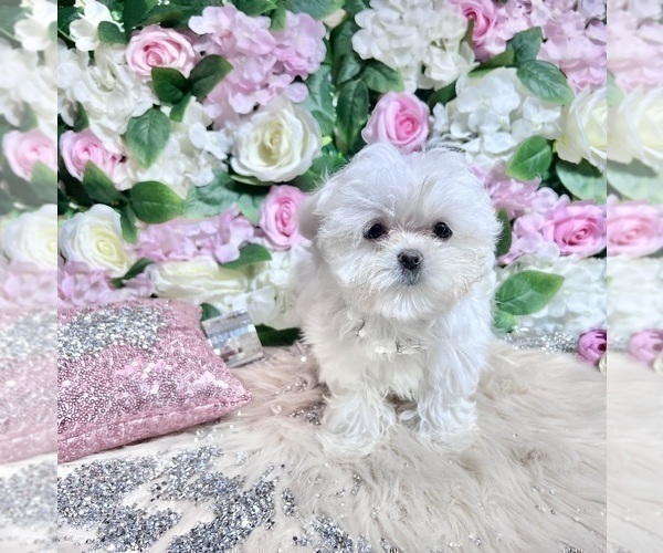 Medium Photo #33 Maltese Puppy For Sale in HAYWARD, CA, USA